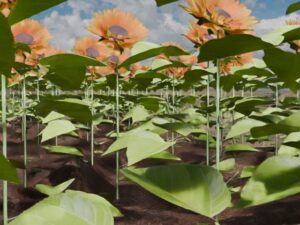 ひまわり畑VR(ラフライフ) [d_490957]